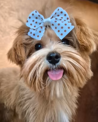 Cucciola di Maltipoo