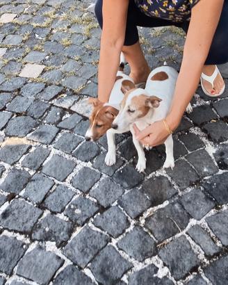 Cucciolo jack russel