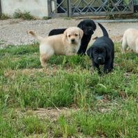 Labrador cuccioli