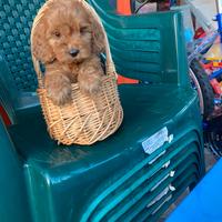 Barboncino Toy maschio