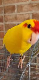 Pappagalli coccoli deliziosi