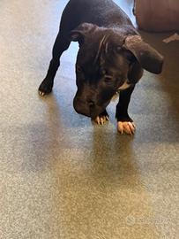 Cuccioli di pitbull e amstaff