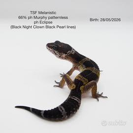 Geco leopardino