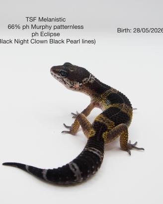 Geco leopardino