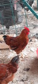 Gallo