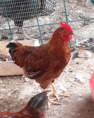 Gallo