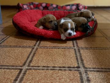 Staffordschire bull terrier