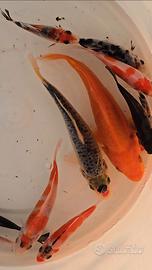Carpe Koi laghetto