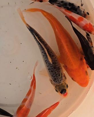 Carpe Koi laghetto
