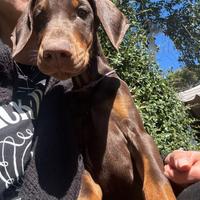 Cucciola Dobermann femmina