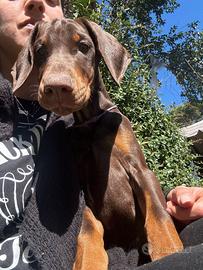 Cucciola Dobermann femmina