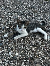Gattine di tre mesi molto affettuose