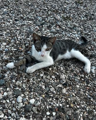 Gattine di tre mesi molto affettuose