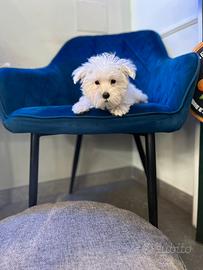 Maltese coreano toy mini bianco