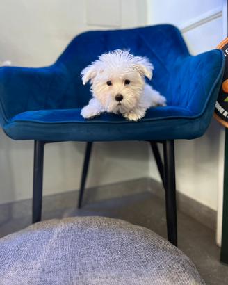 Maltese coreano toy mini bianco