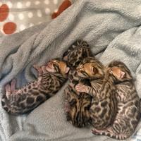 Bengala con pedigree