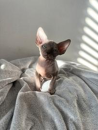 Cuccioli di Sphynx