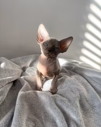 Cuccioli di Sphynx