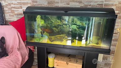 Acquario + pesci