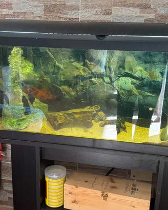 Acquario + pesci