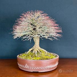 Bonsai Acero palmato Kiyohime premiato EuroFlora