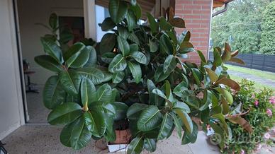 Ficus elastica 'Robusta'