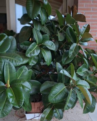 Ficus elastica 'Robusta'