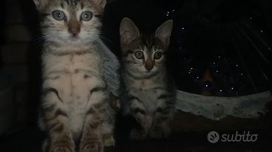 Gattini cuccioli