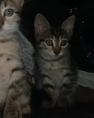 Gattini cuccioli