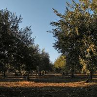 Terreno 4400 mq a Crocci con Uliveto