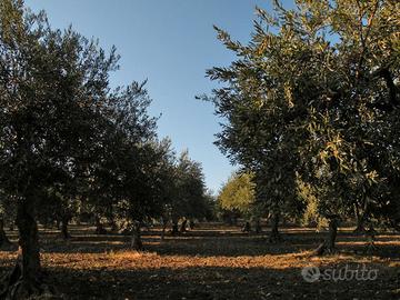 Terreno 4400 mq a Crocci con Uliveto