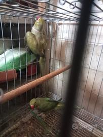 Parrocchetti dal collare