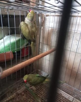 Parrocchetti dal collare