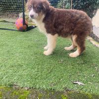 Cucciola di pastore australiano