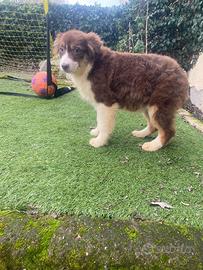 Cucciola di pastore australiano