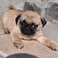 Cucciolo di carlino maschio