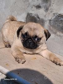 Cucciolo di carlino maschio