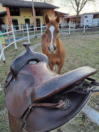 Sella americana western