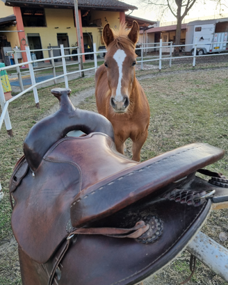 Sella americana western