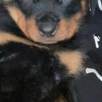Cucciola rottweiller