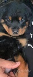 Cucciola rottweiller
