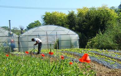 Serra professionale per ortaggi