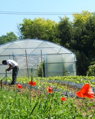 Serra professionale per ortaggi