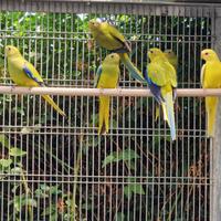 Parrocchetto elegante