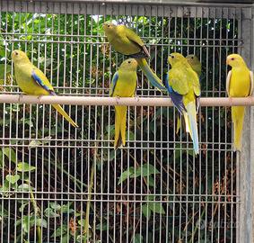 Parrocchetto elegante