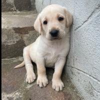 Cuccioli Labrador