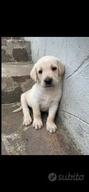 Cuccioli Labrador