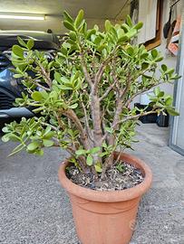 Crassula ovata