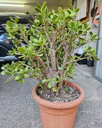 Crassula ovata
