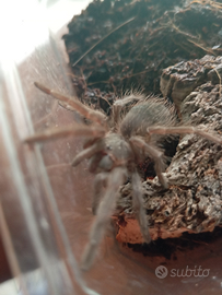 Femmina lasiodora Parahybana